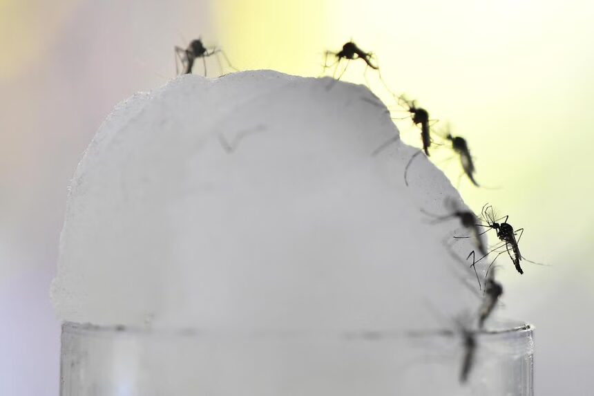 mosquitoes