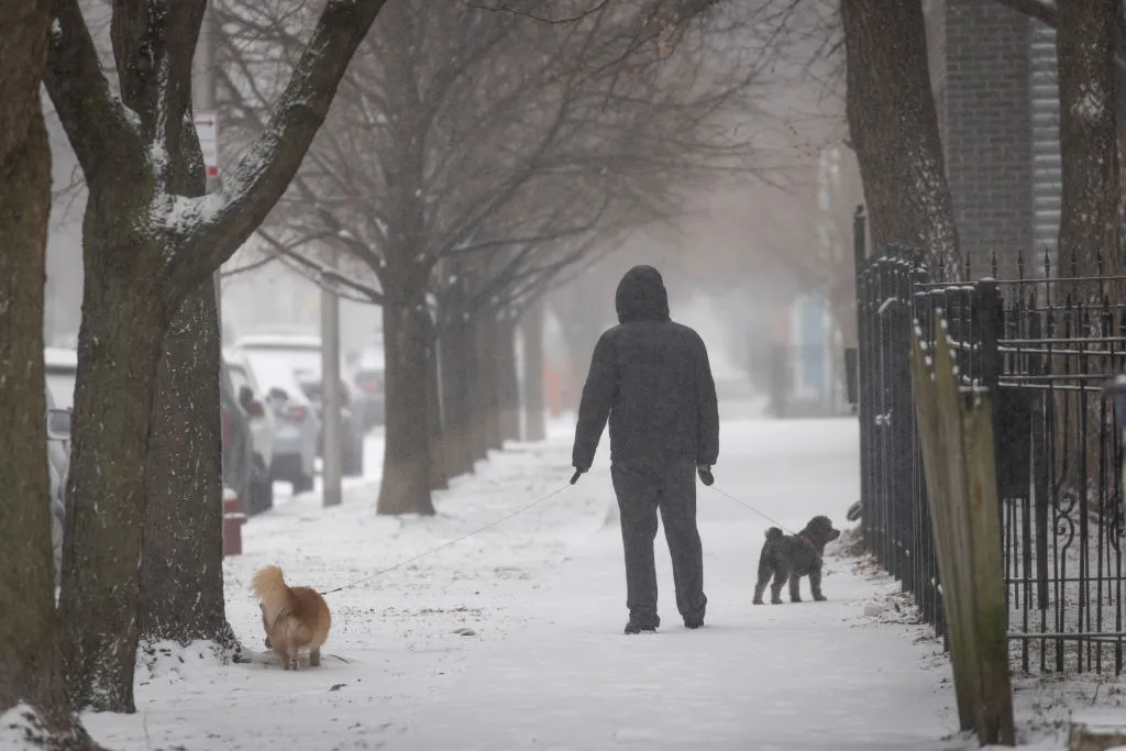 A person walks dogs as snow falls