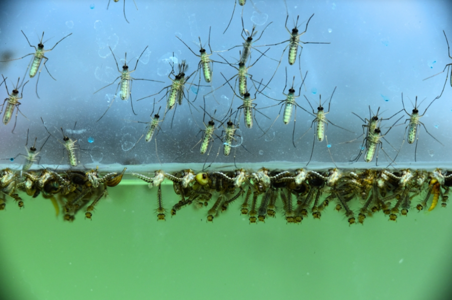 Mosquitoes
