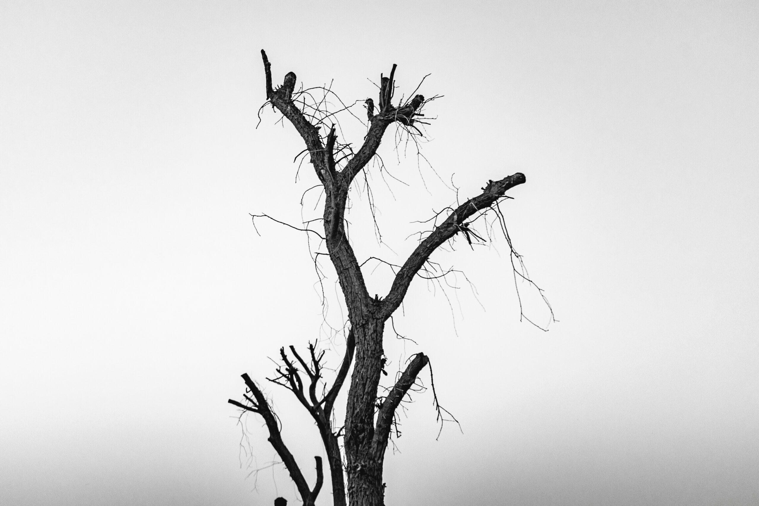 stanislav-ferrao-gT93gZnQB4k-unsplash