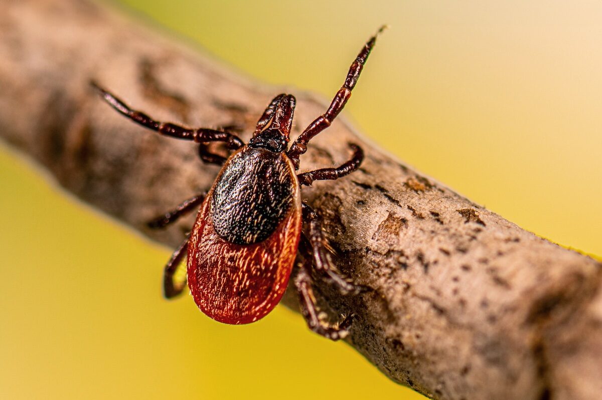 Lyme disease