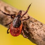 Lyme disease is changing in a warming world — and so should the news